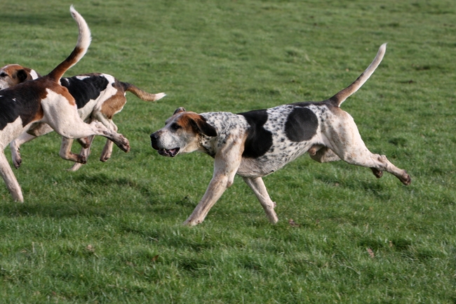 Biegnące psy rasy Foxhound angielski