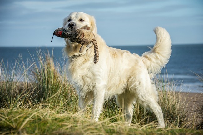 Współczesny Golden retriever