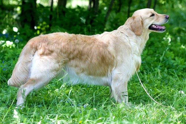 żywienie dorosłego golden retrievera