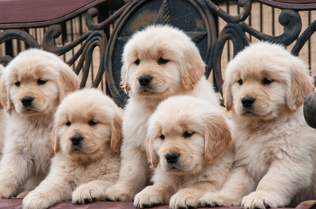 żywienie szczeniąt golden retrievera