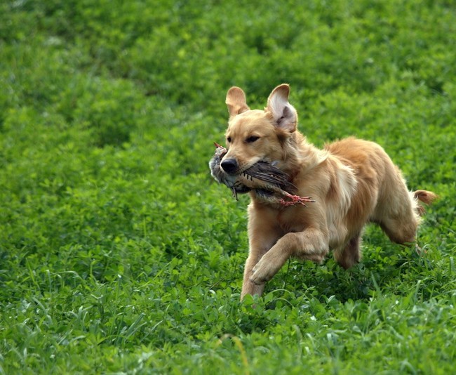 pies myśliwski 6 miesięczny golden retriever z kuropatwą pies myśliwski z kuropatwą