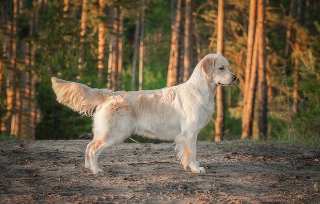 pies z grupy retrieverów golden retriever