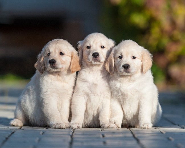 Goldenki Jak nazwać szczeniaka golden retrievera
