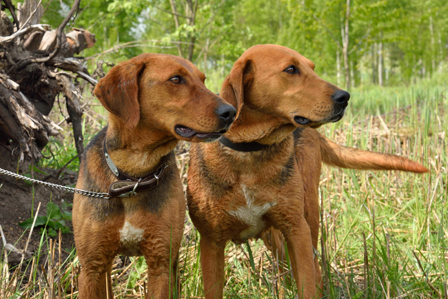 psy gończy białoruski (Belaruski Gonchak Hound) gończy białoruski (Belaruski Gonchak Hound)