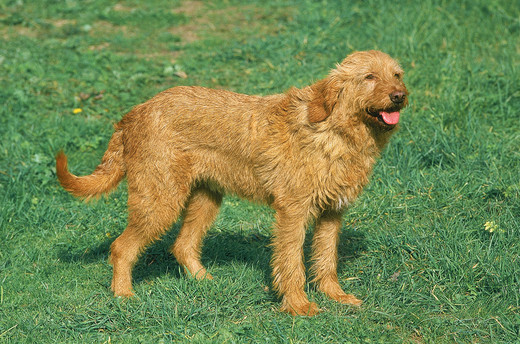 Griffon fauve de Bretagne podczas spaceru