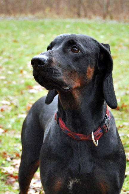 pies rasy Gończy polski (Polish Hunting Dog)