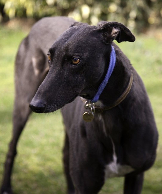 greyhound czarny greyhound czarny