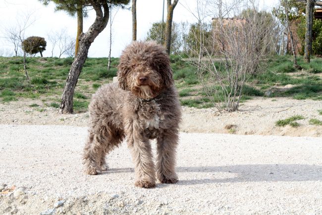 Pies Hiszpański pies dowodny (Spanish water dog)