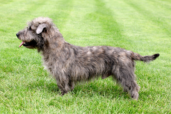 irlandzkie rasy psów Irish Glen Of Imaal Terrier