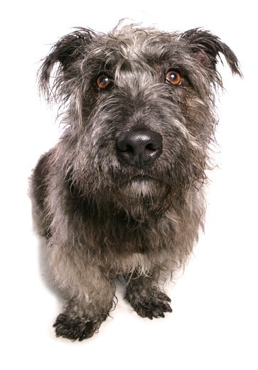 Pies rasy Irish glen of imaal terrier