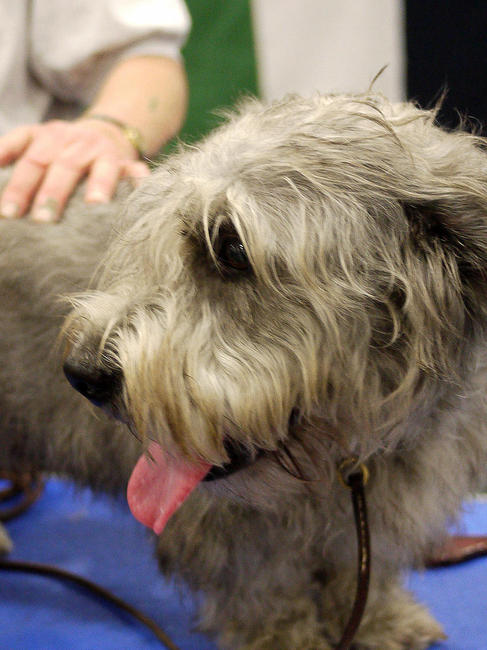 Pies rasy Glen of imaal terrier