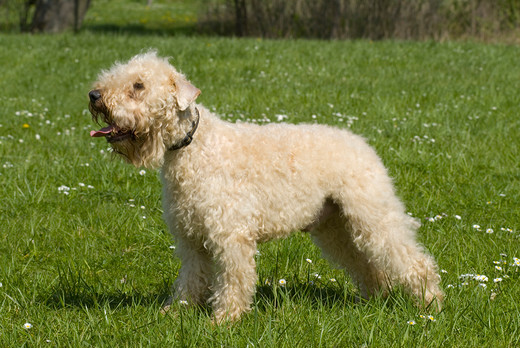 Pies rasy Irish soft coated wheaten terrier