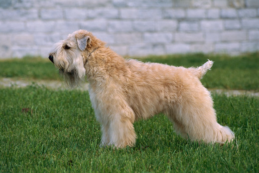 Pies rasy Irish soft coated wheaten terrier