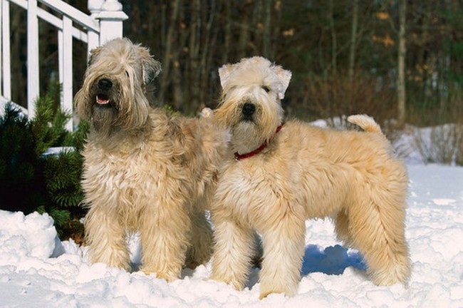 Psy rasy Irish soft coated wheaten terrier