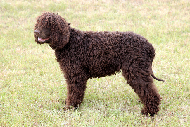 irlandzki spaniel dowodny irlandzka rasa psów