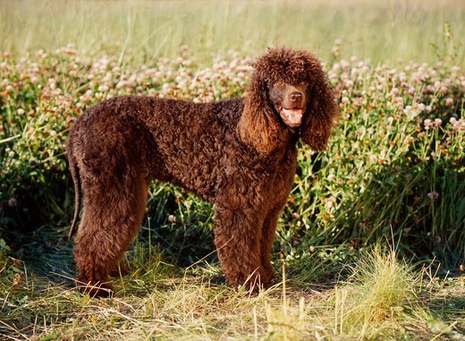 Pies na I czyli Irlandzki spaniel dowodny