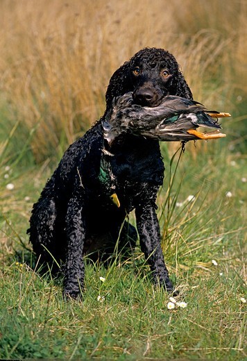 Rasa Irlandzki spaniel wodny z kaczką