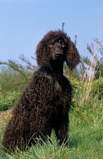 Pies rasy Irlandzki spaniel wodny