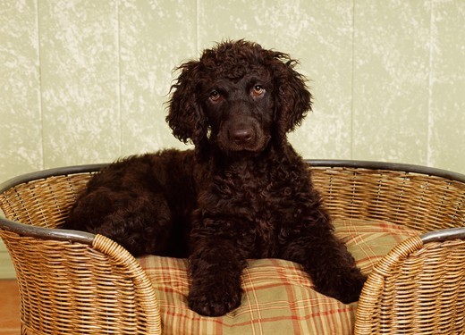 Szczeniak leżący w koszyku rasy irlandzki spaniel wodny