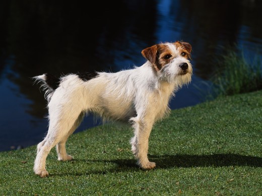 Suczka hodowlana rasy Jack russell terrier szorstkowłosa