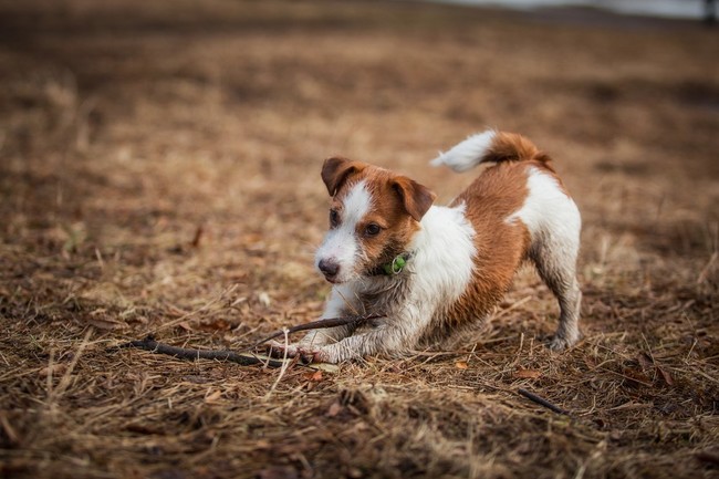 Pies rasy Jack russell terrier