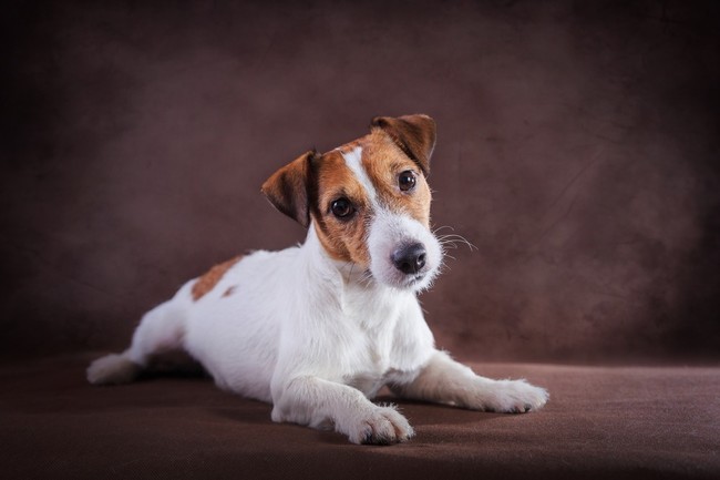 psy do polowania na szczury jack russell terrier