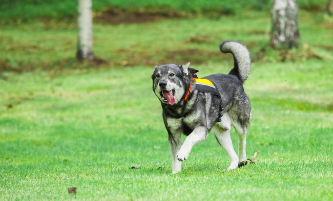 Pies rasy Jamthund (Szwedzki elkhund)