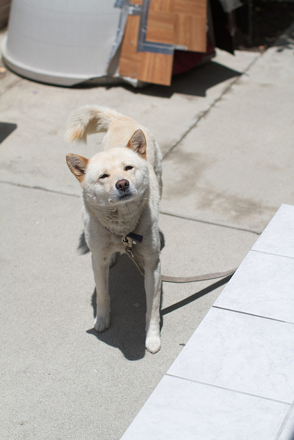 Jindo dog (Korean jindo dog)
