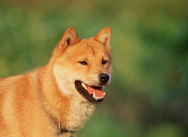 portret psa Jindo (Korean jindo dog)