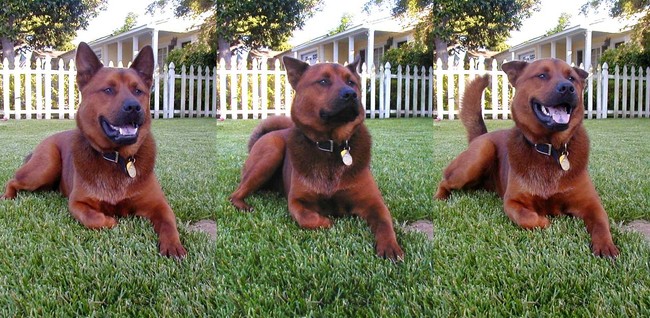Pies Jindo dog