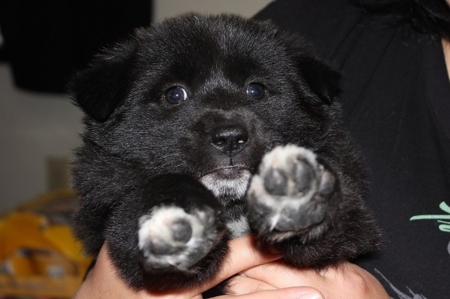 szczeniak Jindo