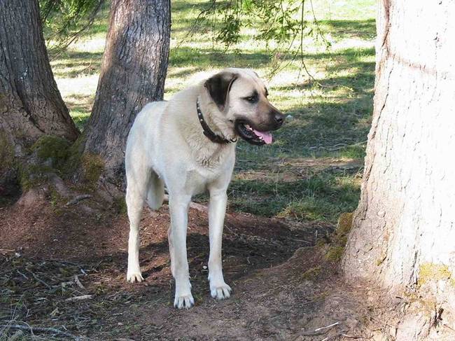 Zanim kupisz Kangala Pies Kangal