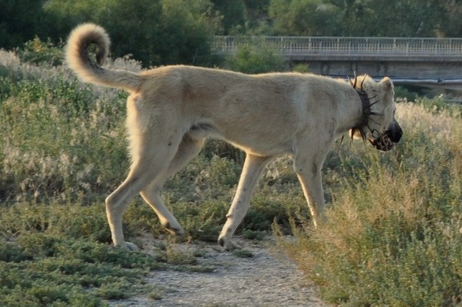 Kangal turecki