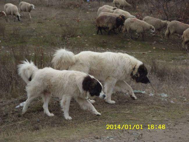 Psy Karakachan Karakachan ze stadem owiec