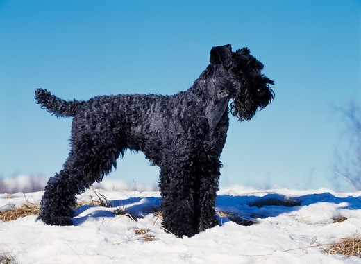 Kerry blue terrier stojący w ogrodzie