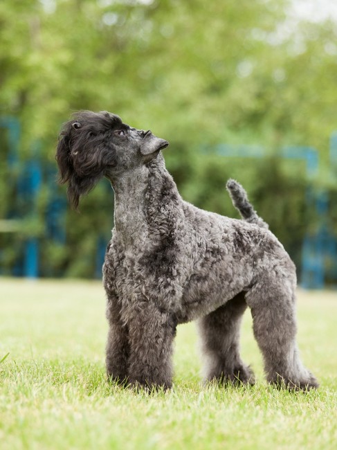 Kerry blue terrier Rasa psa Kerry blue terrier
