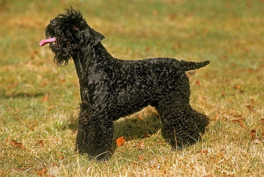 kerry blue terrier irlandzkie psy kerry blue terriery