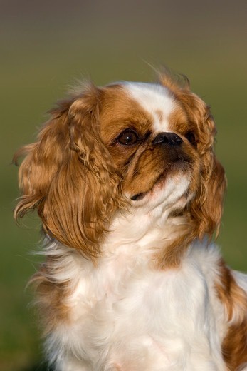 King charles spaniel o umaszczeniu blenheim