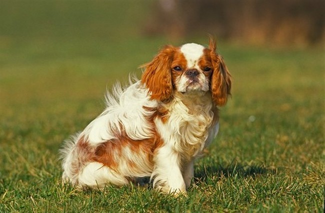 długowłose spaniele king charles spaniel długowłose spaniele king charles spaniel