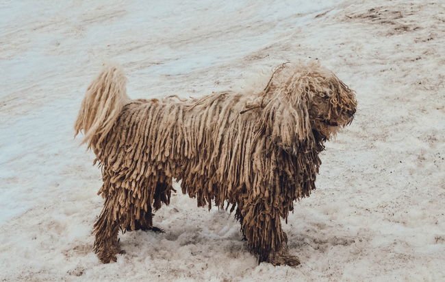 psy z dredami to psy komondor