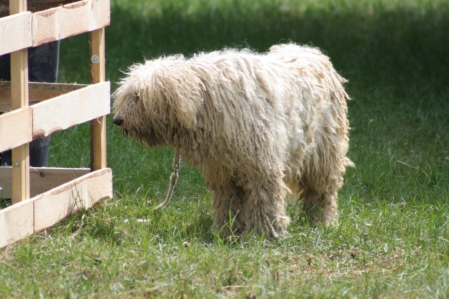 Pies Komondor Owczarek węgierski Komondor