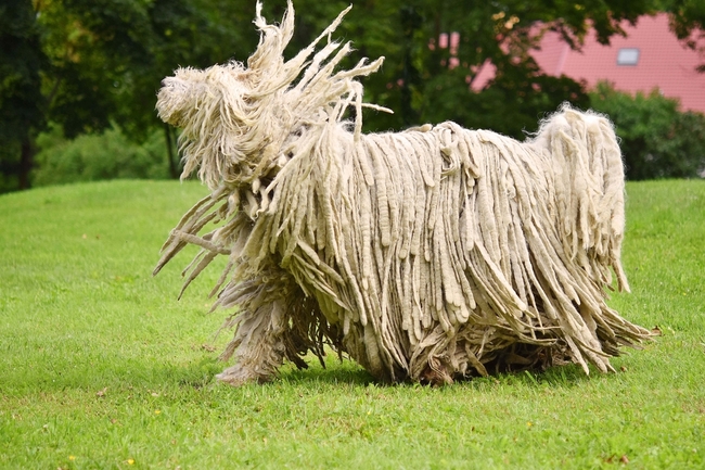 pies z dredami komondor psy z dredami komondor