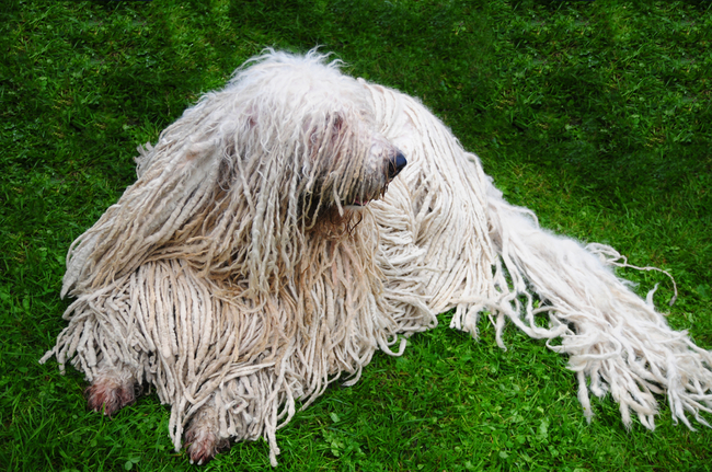 pies z dredami owczarek węgierski komondor