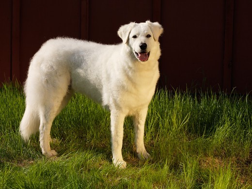 rasa psa Kuvasz