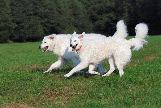 Owczarki węgierskie Kuvasz