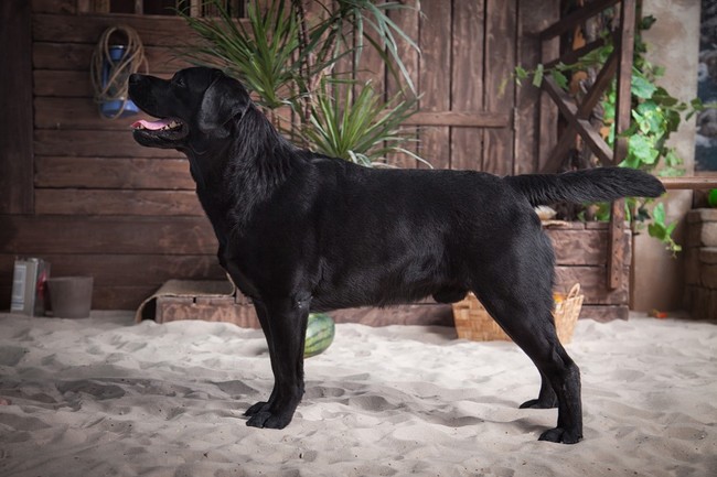 Rasa Czarny Labrador retriever