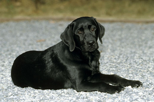 Szczeniak czarnego labradora