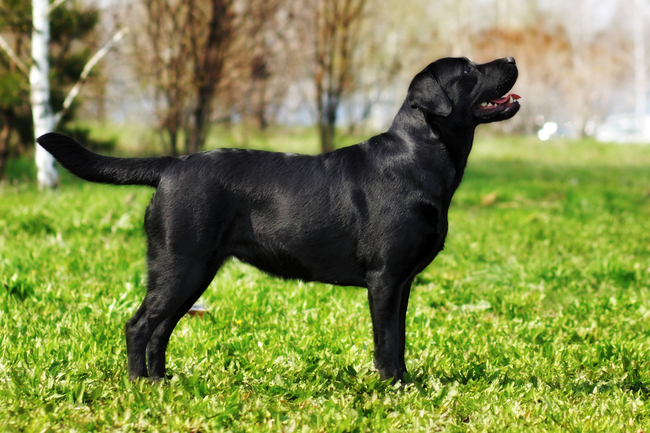 Czarny labrador retriever, pierwotne umaszczenie rasy