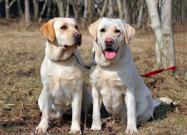 najlepsze rasy psow labrador retriever