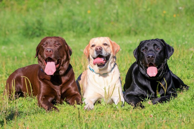 Trzy psy rasy Labrador retriever czekoladowy, biszkoptowy i czarny